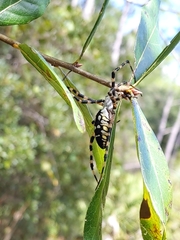 Argiope aurantia image