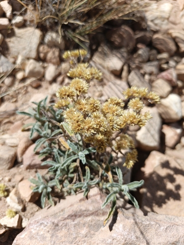 Achyrocline tomentosa (Achyrocline tomentosa)