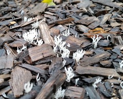 Ramariopsis kunzei