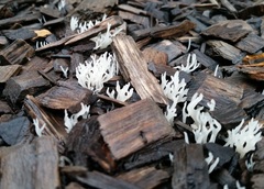 Ramariopsis kunzei