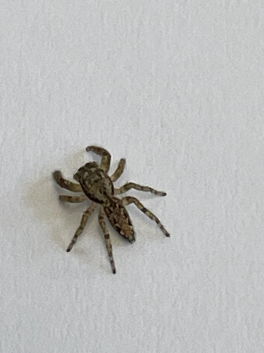 Rindenspringspinne