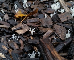 Ramariopsis kunzei