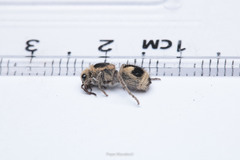 Dasymutilla arachnoides