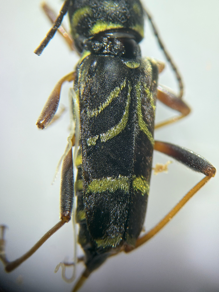 Xylotrechus nitidus