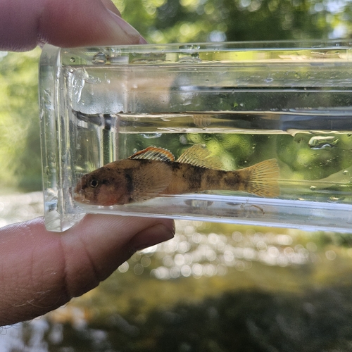 Stippled darter (Etheostoma punctulatum) — Percidae — 4