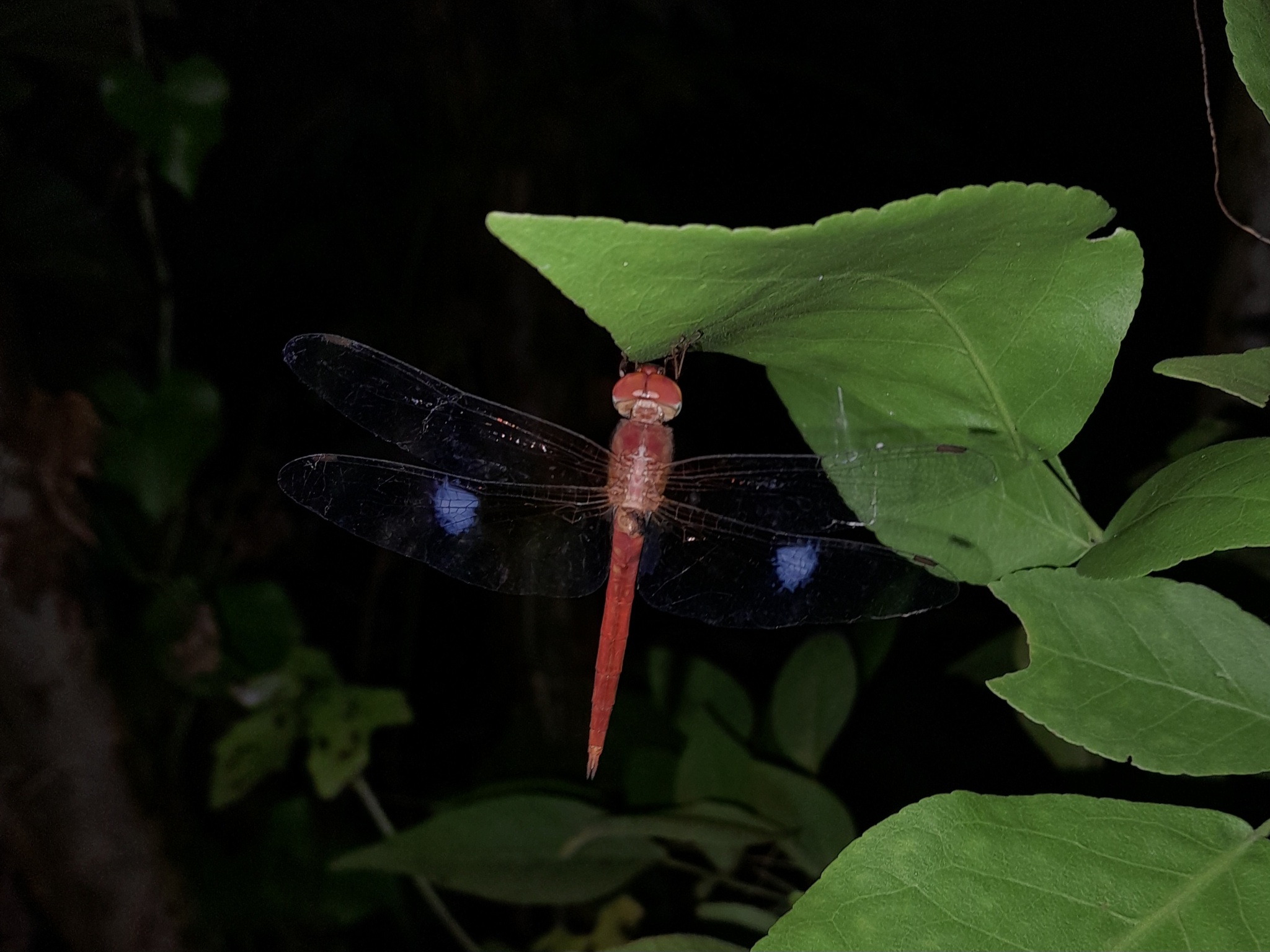 Coral-Tailed Cloudwing