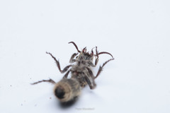 Dasymutilla arachnoides