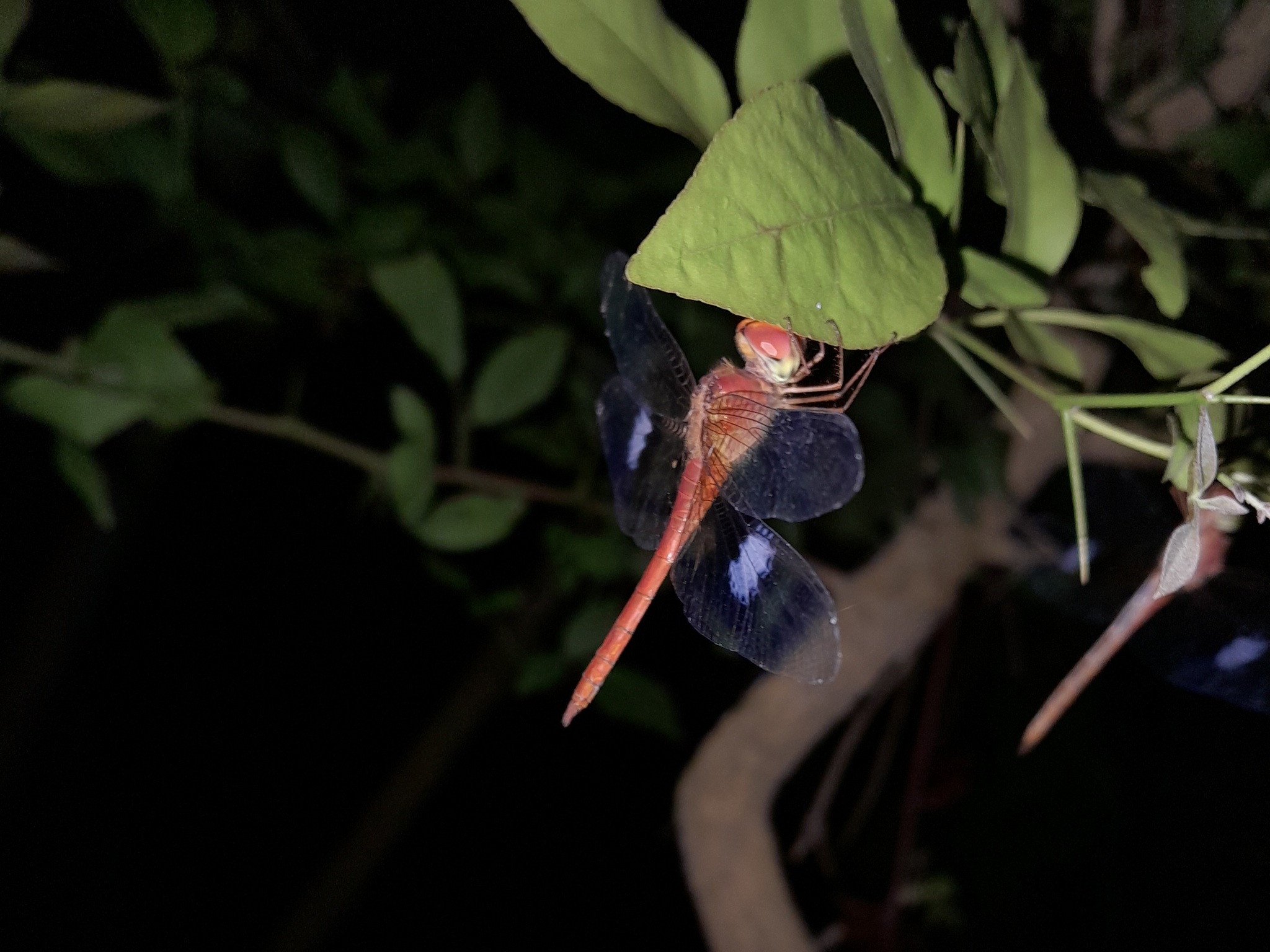Coral-Tailed Cloudwing