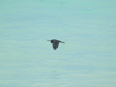 Egretta garzetta dimorpha