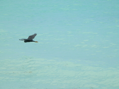 Egretta garzetta dimorpha