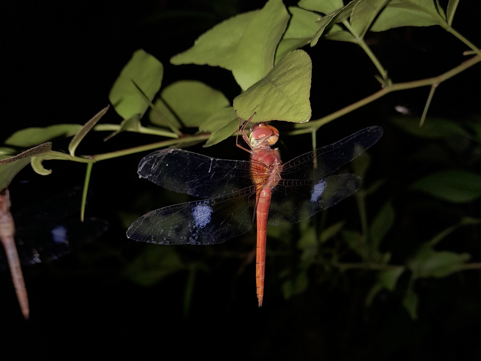 Coral-Tailed Cloudwing