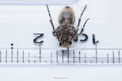 Dasymutilla arachnoides