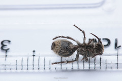 Dasymutilla arachnoides