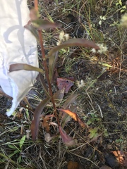 Solidago caesia caesia