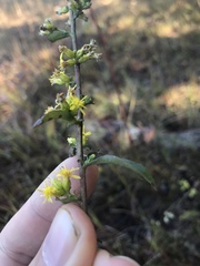 Solidago caesia caesia