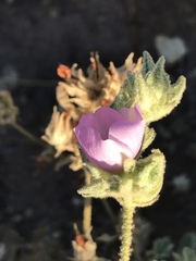 Malacothamnus foliosus