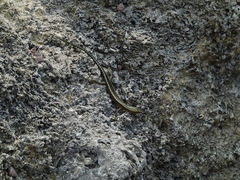 Cryptoblepharus africanus