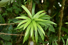 Podocarpus matudae