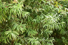 Podocarpus matudae