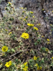 Centromadia parryi australis