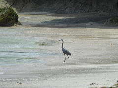 Egretta garzetta dimorpha