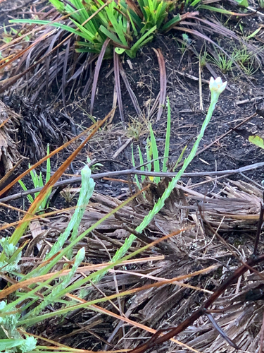 Anaphalis brevifolia, 2025-07-24