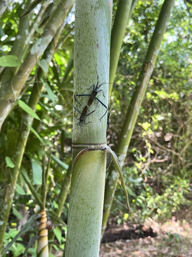 Notobitus meleagris