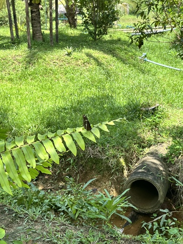 Great Eggfly