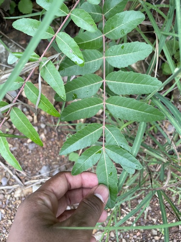 Indian frankincense (Boswellia serrata)
