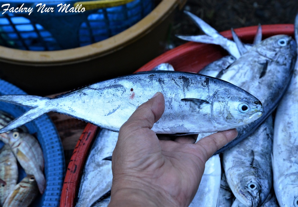 Lesser Dolphin (Coryphaena equiselis)