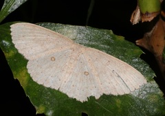 Perixera flavispila