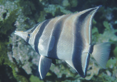 Chelmonops curiosus