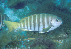 Stripey Bream photo 3