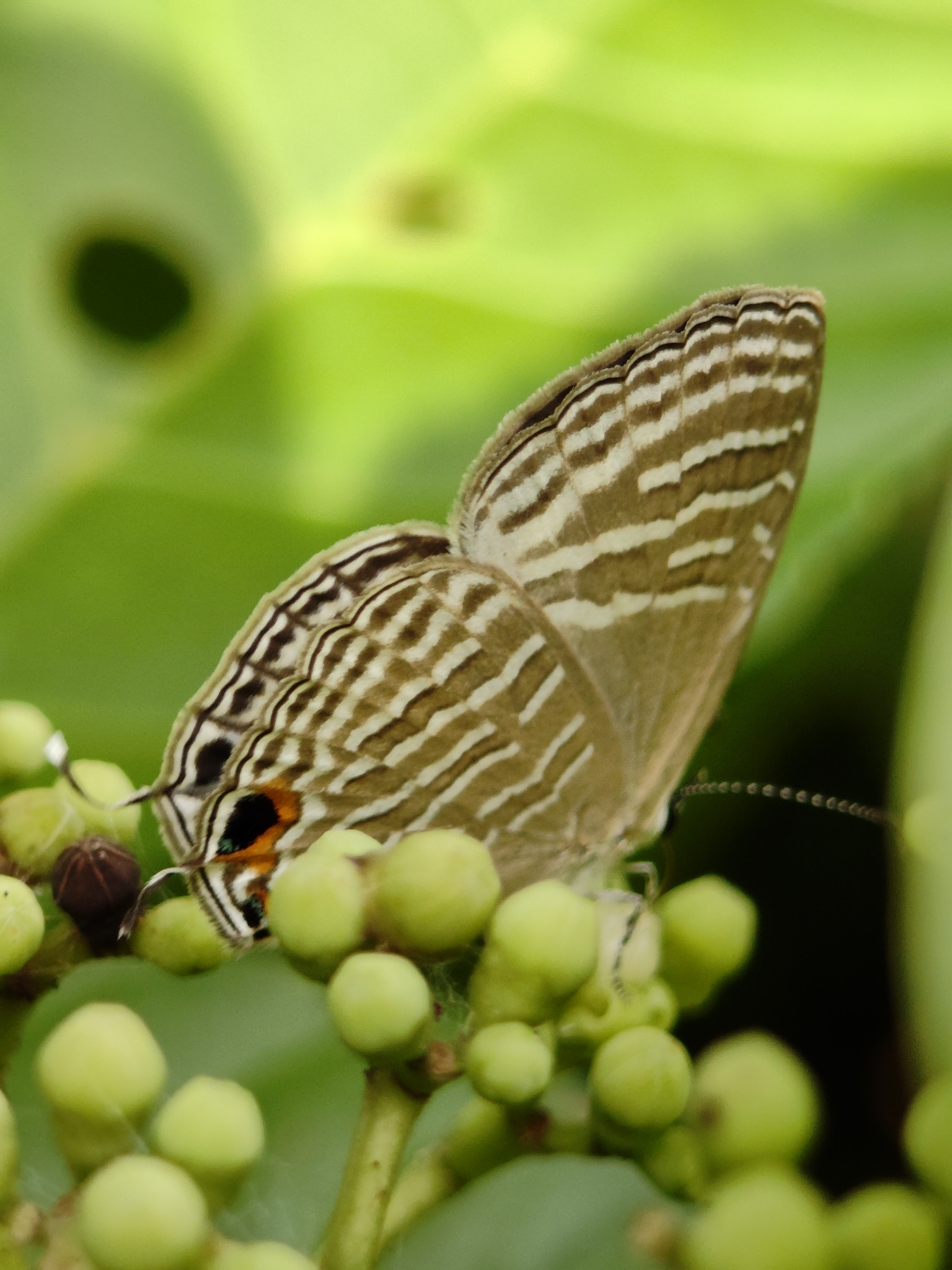 Common Cerulean