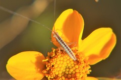 Conocephalus leptopterus