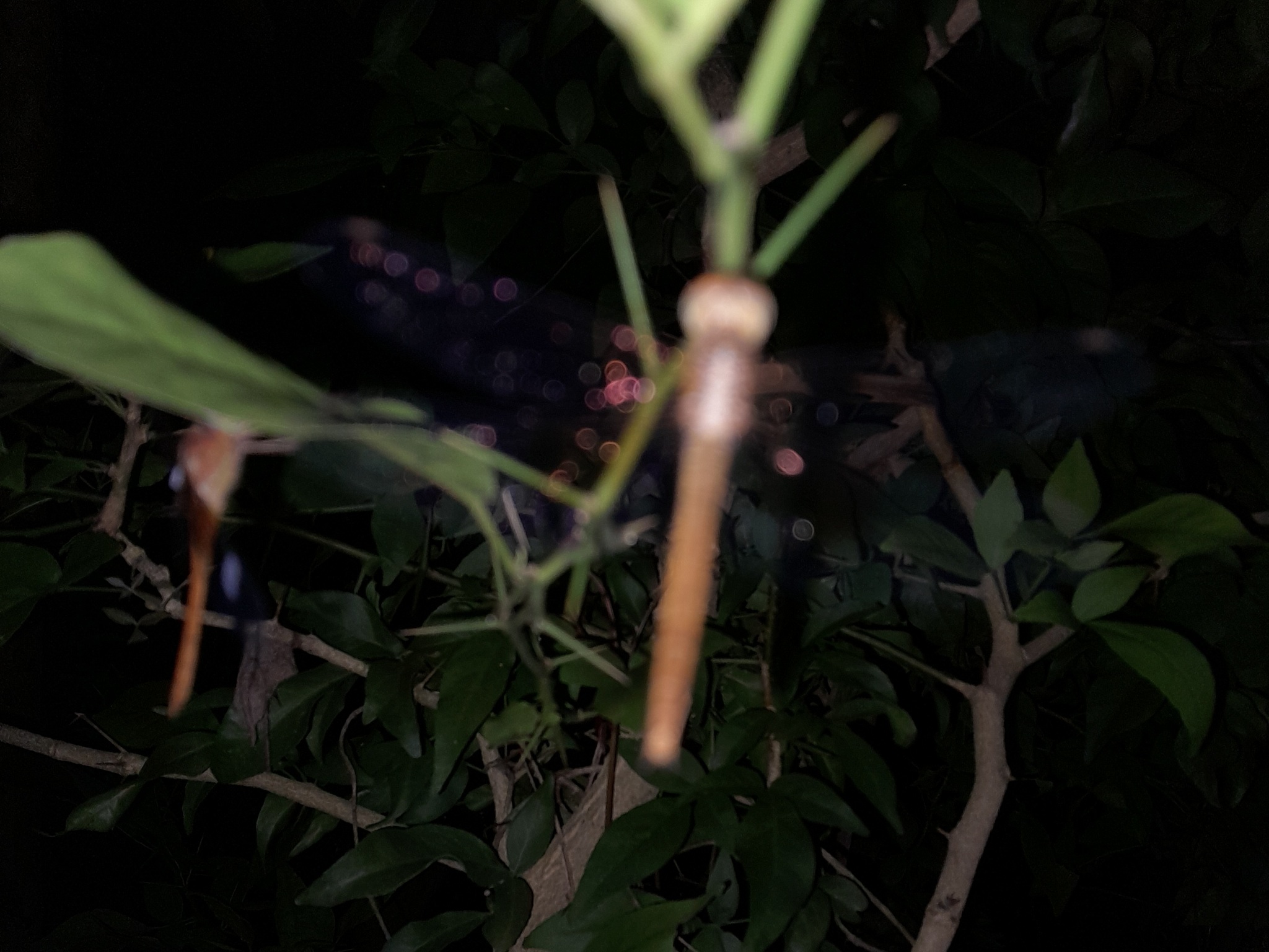 Coral-Tailed Cloudwing