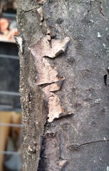 Peniophora
