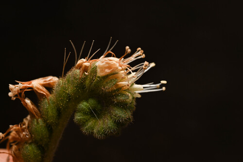 White Phacelia (Phacelia alba)