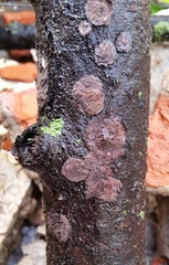 Peniophora