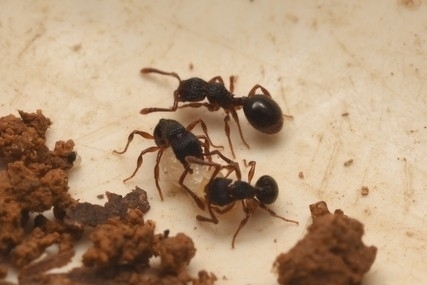 Myrmecina bandarensisMyrmecina bandarensis