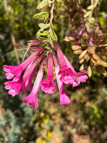 Cantua buxifolia