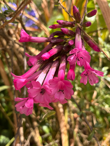 Cantua buxifolia