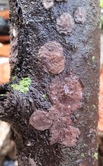 Peniophora