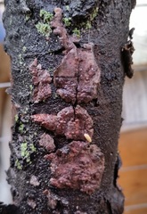 Peniophora