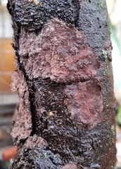 Peniophora