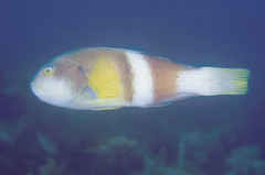 Notolabrus tetricus