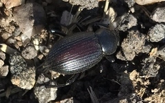 Eleodes carbonaria
