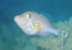 Meuschenia hippocrepis