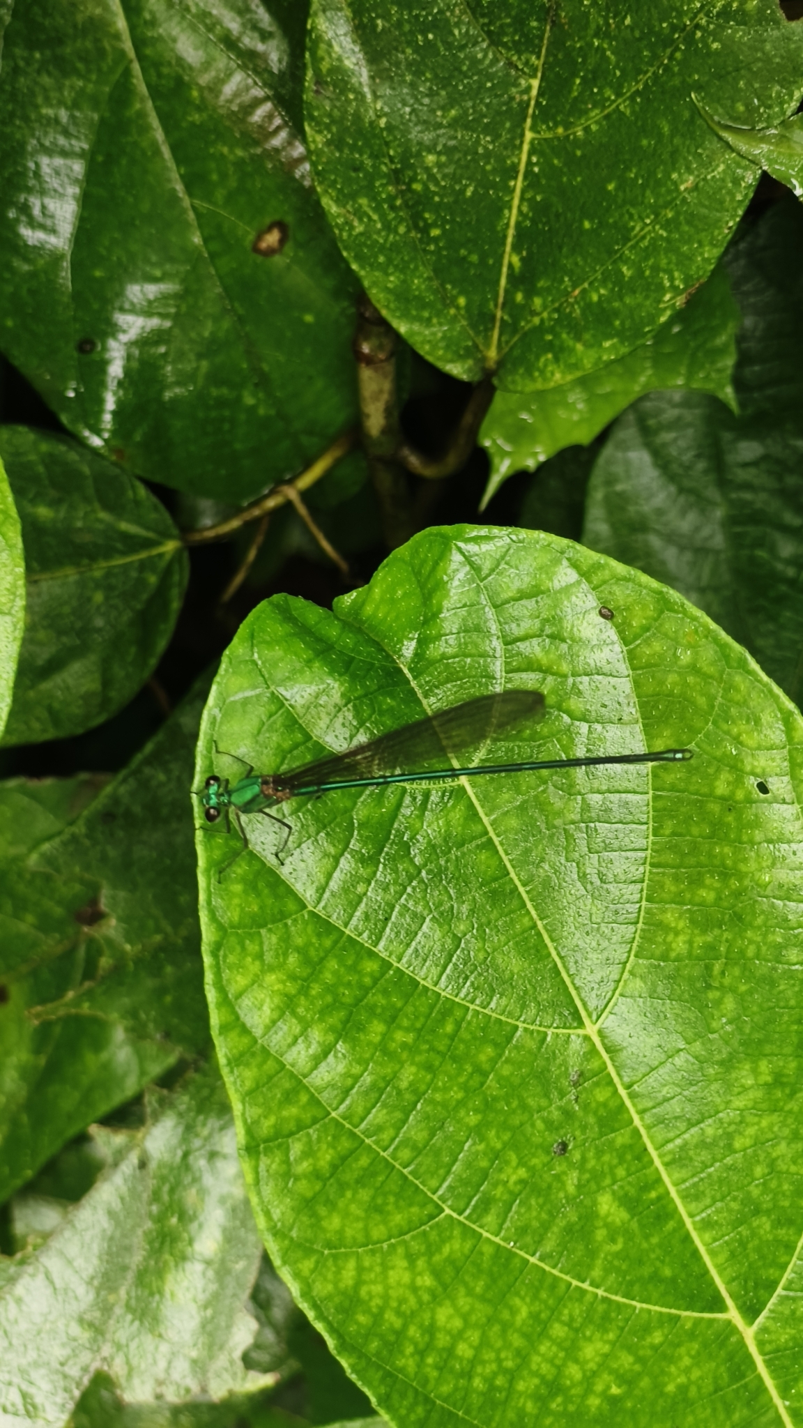 Clear-Winged Flashwing