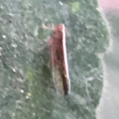 Stenocranus dorsalis